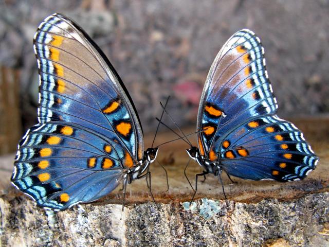 Все о бабочках в Магадане | ЗооТом портал о животных