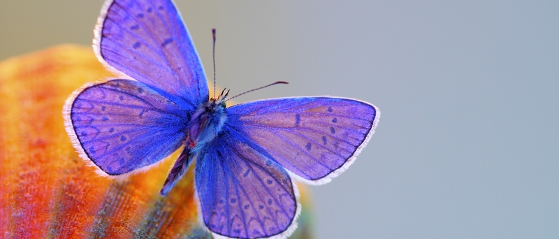 Все о бабочках в Магадане | ЗооТом портал о животных
