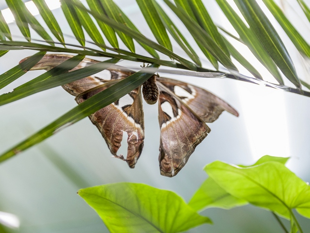 Породы бабочек | ЗооТом - продажа, вязка и услуги для животных в Магадане