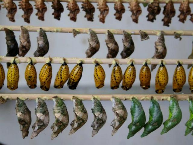 Содержание бабочек и уход за ними | ЗооТом - продажа, вязка и услуги для животных в Магадане