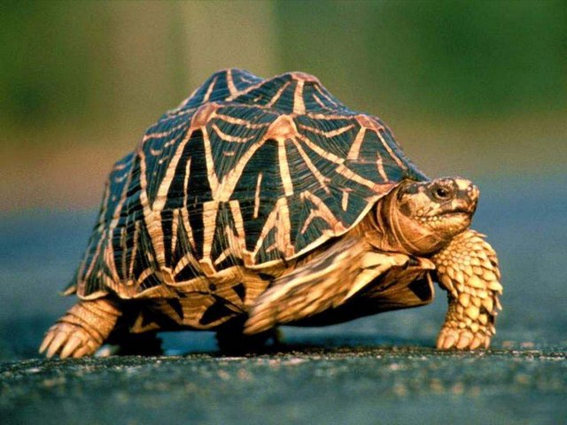 Все о черепахах в Магадане | ЗооТом портал о животных