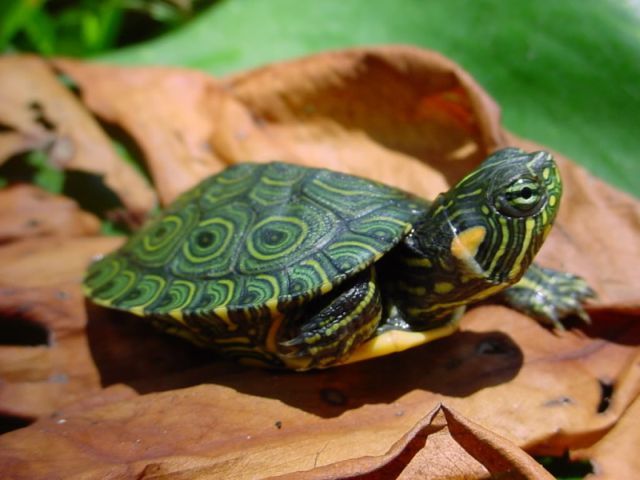 Породы черепах в Магадане | ЗооТом портал о животных