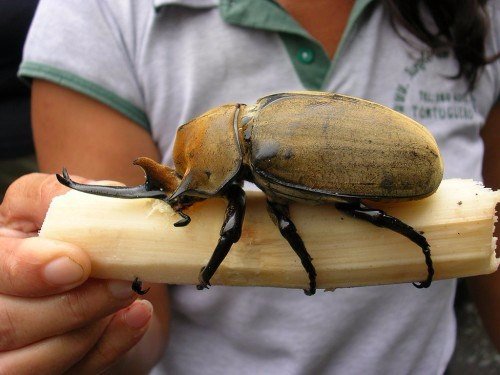 Породы жуков в Магадане | ЗооТом портал о животных