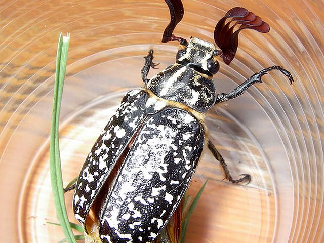Содержание жуков и уход за ними в Магадане | ЗооТом портал о животных