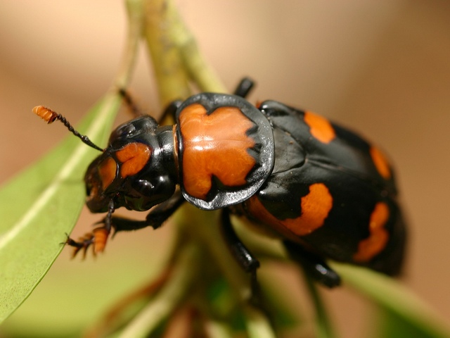 Все о жуках в Магадане | ЗооТом портал о животных