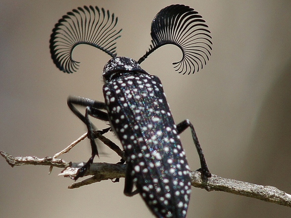 Все о жуках в Магадане | ЗооТом портал о животных