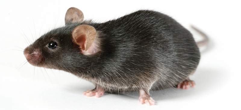 Все о крысах в Магадане | ЗооТом портал о животных