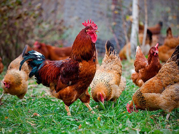 Породы куриц | ЗооТом - продажа, вязка и услуги для животных в Магадане