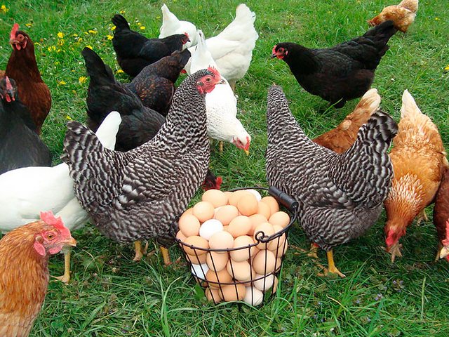 Содержание кур и уход за ними | ЗооТом - продажа, вязка и услуги для животных в Магадане