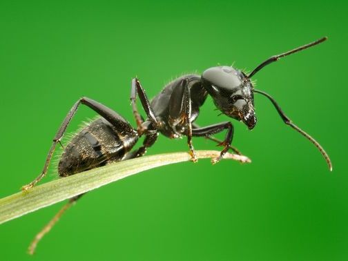 Все о муравьях в Магадане | ЗооТом портал о животных