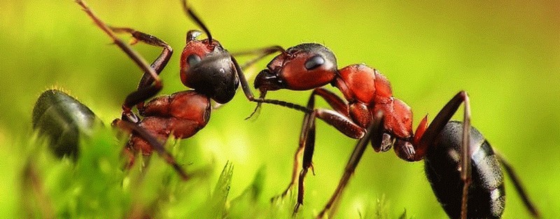 Все о муравьях в Магадане | ЗооТом портал о животных