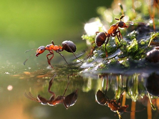 Породы муравьев в Магадане | ЗооТом портал о животных