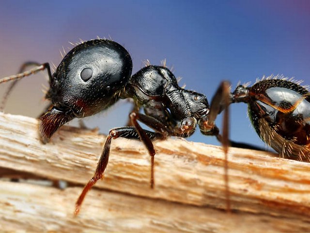 Породы муравьев в Магадане | ЗооТом портал о животных