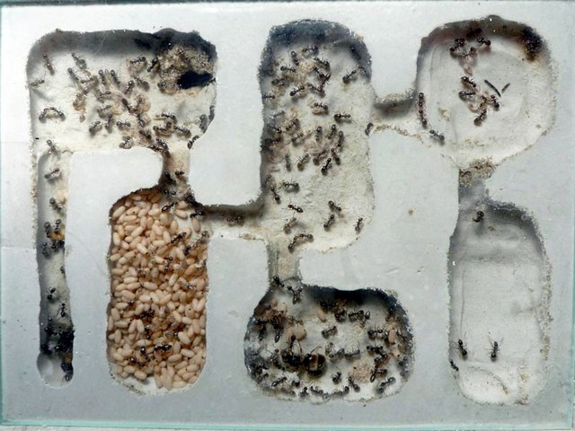 Содержание муравьев и уход за ними в Магадане | ЗооТом портал о животных
