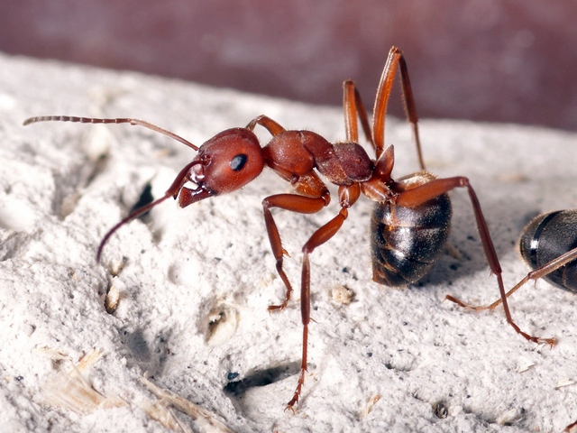 Содержание муравьев и уход за ними в Магадане | ЗооТом портал о животных