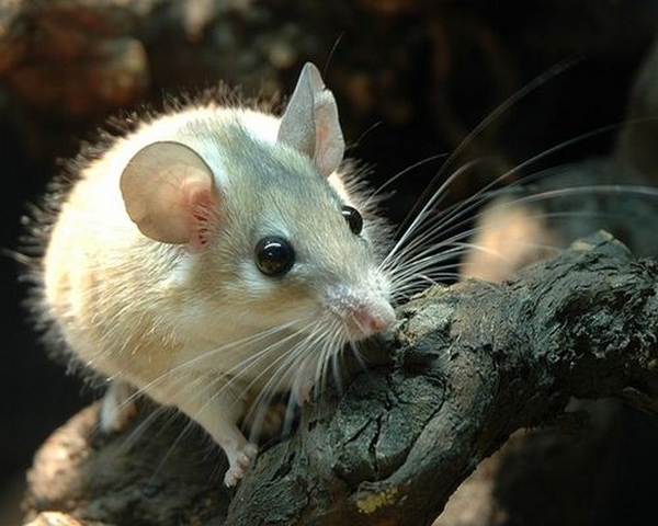 Все о мышах в Магадане | ЗооТом - продажа, вязка и услуги для животных в Магадане