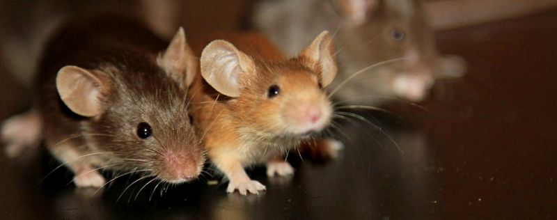 Все о мышах в Магадане | ЗооТом - продажа, вязка и услуги для животных в Магадане