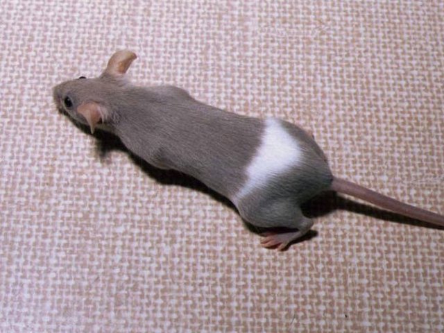 Породы мышей | ЗооТом - продажа, вязка и услуги для животных в Магадане