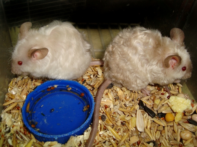 Породы мышей | ЗооТом - продажа, вязка и услуги для животных в Магадане