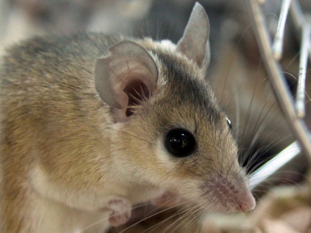 Содержание мышей и уход за ними в Магадане | ЗооТом - продажа, вязка и услуги для животных в Магадане