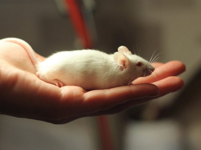 Содержание мышей и уход за ними в Магадане | ЗооТом - продажа, вязка и услуги для животных в Магадане