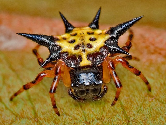 Все о пауках в Магадане | ЗооТом портал о животных