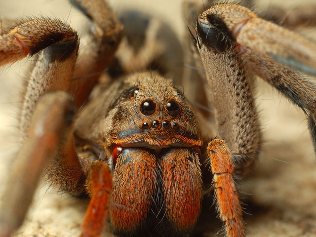 Породы пауков | ЗооТом - продажа, вязка и услуги для животных в Магадане