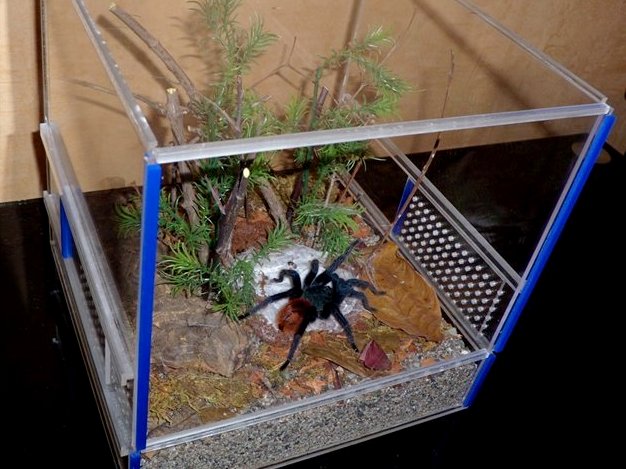 Содержание пауков и уход за ними | ЗооТом - продажа, вязка и услуги для животных в Магадане