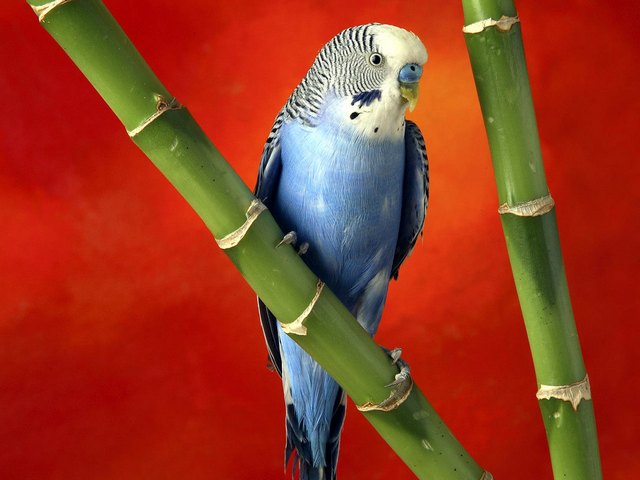 Все о попугаях в Магадане | ЗооТом портал о животных