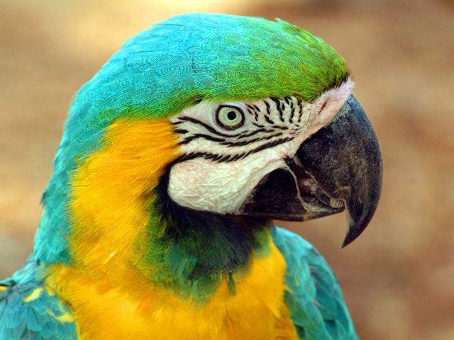 Все о попугаях в Магадане | ЗооТом портал о животных