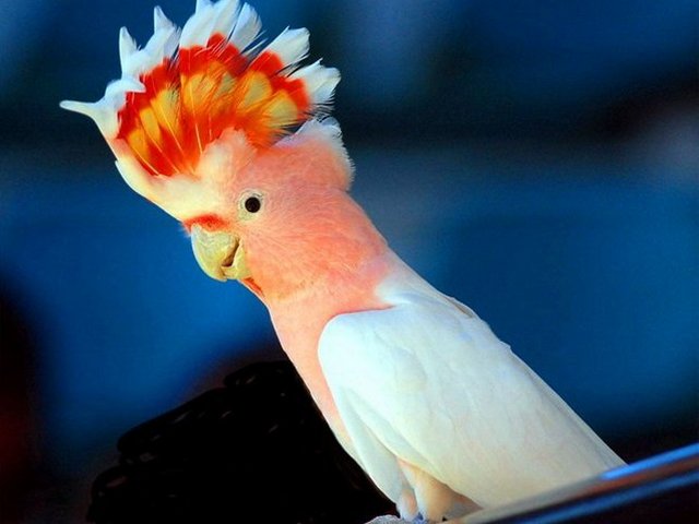 Породы попугаев | ЗооТом - продажа, вязка и услуги для животных в Магадане