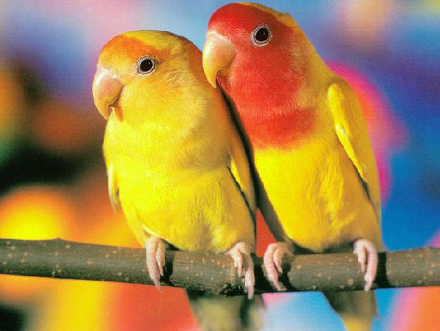 Породы попугаев | ЗооТом - продажа, вязка и услуги для животных в Магадане