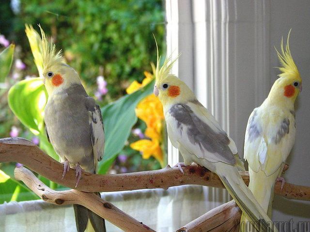 Содержание попугаев и уход за ними | ЗооТом - продажа, вязка и услуги для животных в Магадане
