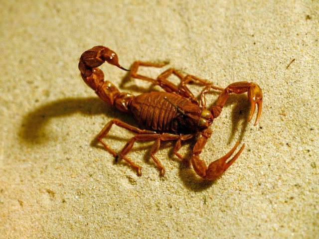 Породы скорпионов в Магадане | ЗооТом портал о животных