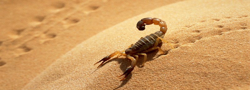 Все о скорпионах в Магадане | ЗооТом портал о животных