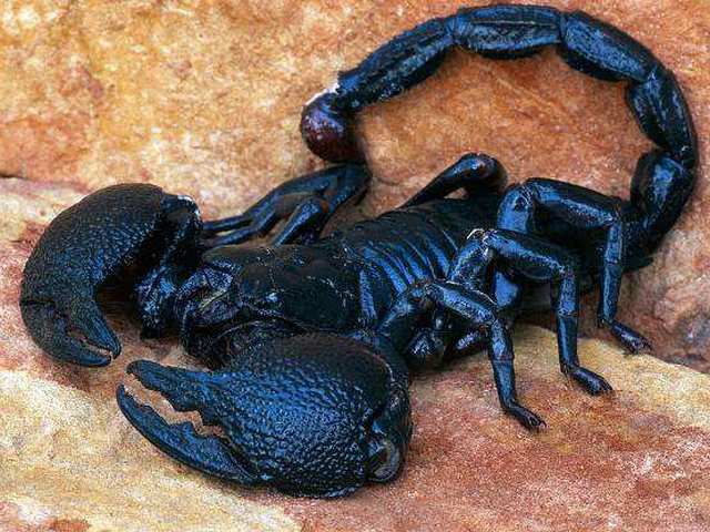 Все о скорпионах в Магадане | ЗооТом портал о животных