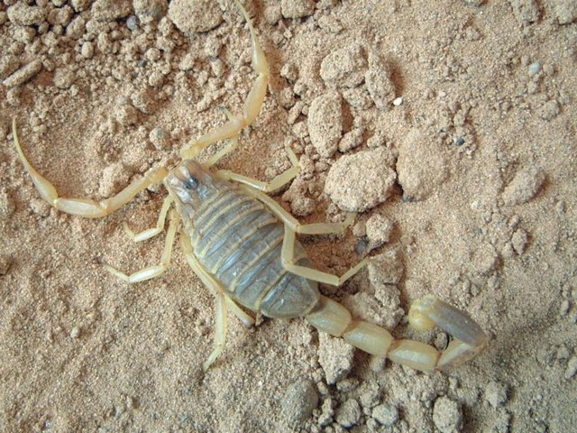 Содержание скорпионов и уход за ними в Магадане | ЗооТом портал о животных