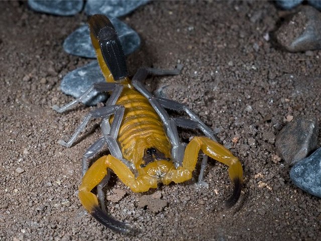 Содержание скорпионов и уход за ними в Магадане | ЗооТом портал о животных