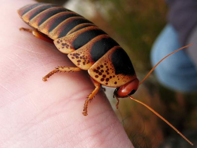 Породы тараканов в Магадане | ЗооТом портал о животных