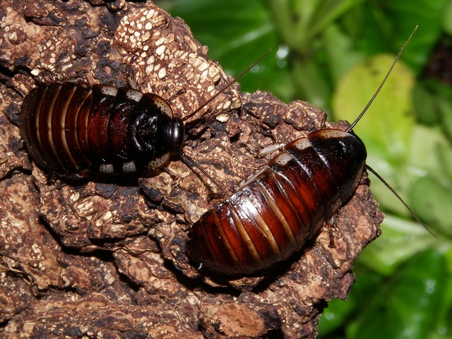 Породы тараканов в Магадане | ЗооТом портал о животных