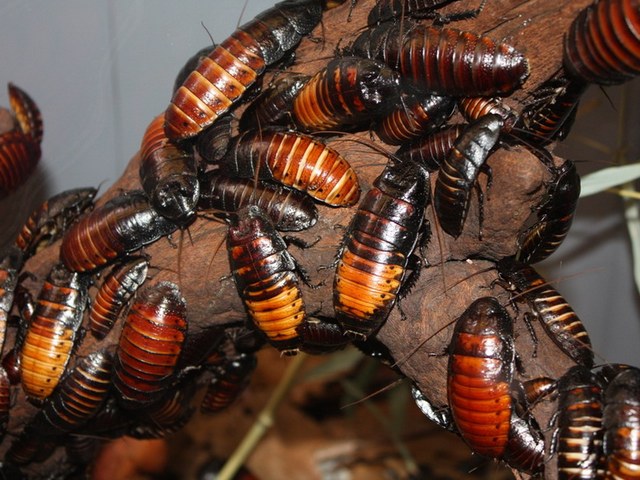 Содержание тараканов и уход за ними в Магадане | ЗооТом портал о животных
