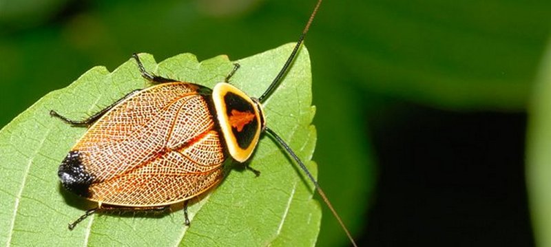 Все о тараканах в Магадане | ЗооТом портал о животных