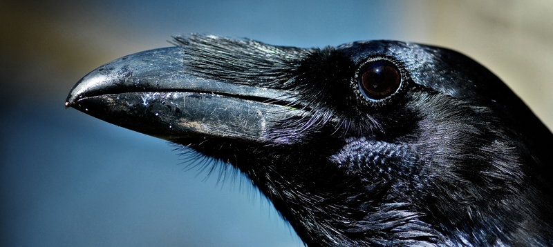 Все о воронах в Магадане | ЗооТом портал о животных