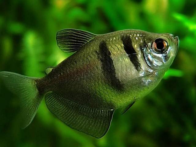 Статьи об аквариумных рыбках в Магадане | ЗооТом портал о животных