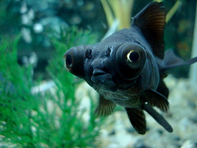 Породы аквариумных рыбок в Магадане | ЗооТом портал о животных
