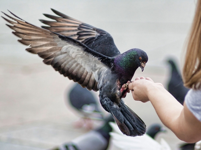 Все о голубях | ЗооТом - продажа, вязка и услуги для животных в Магадане