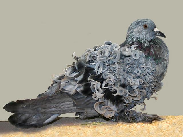 Породы голубей | ЗооТом - продажа, вязка и услуги для животных в Магадане
