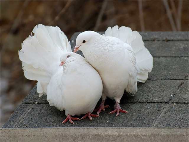 Содержание голубей и уход за ними в Магадане