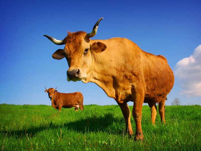 Все о коровах в Магадане | ЗооТом портал о животных