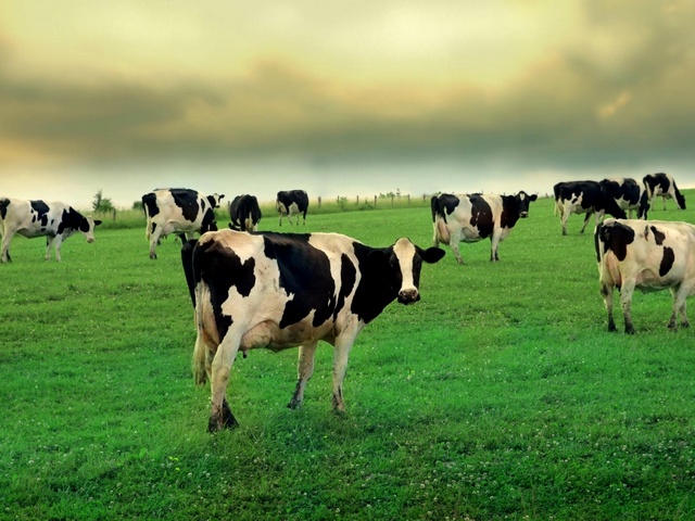 Содержание коров и уход за ними в Магадане | ЗооТом портал о животных